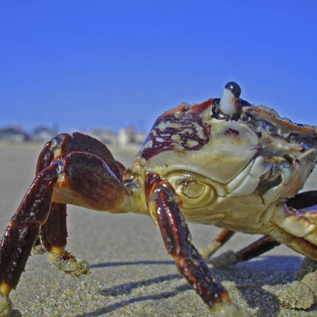 Crab's eye sticks up as ever vigilant